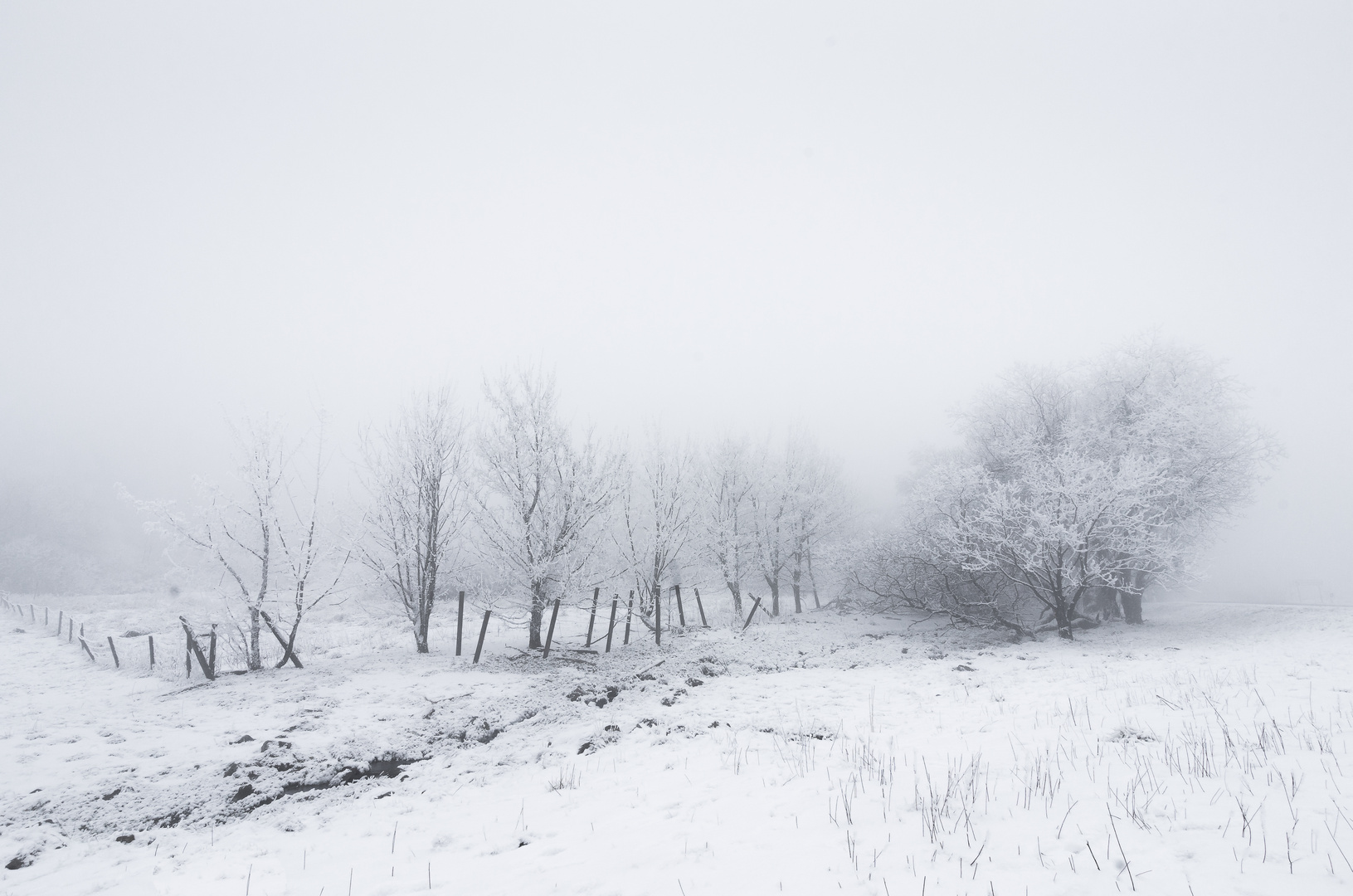 Winterwald-Impressionen