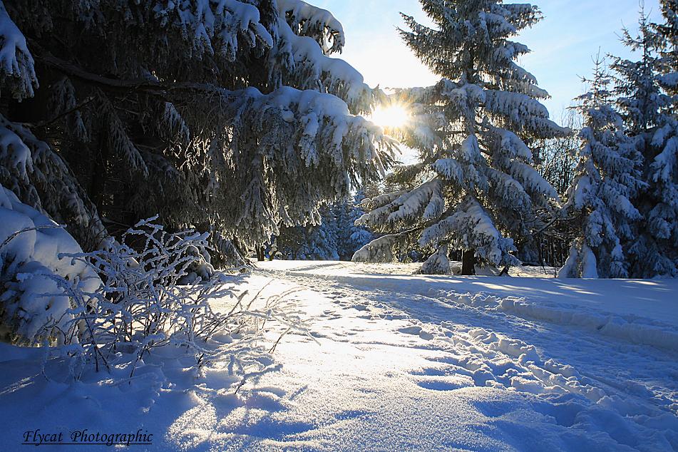 Winterwald in Altenberg