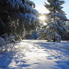 Winterwald in Altenberg