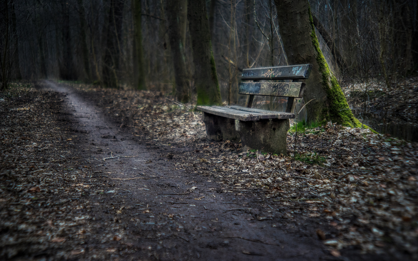 Winterwald in Connewitz 