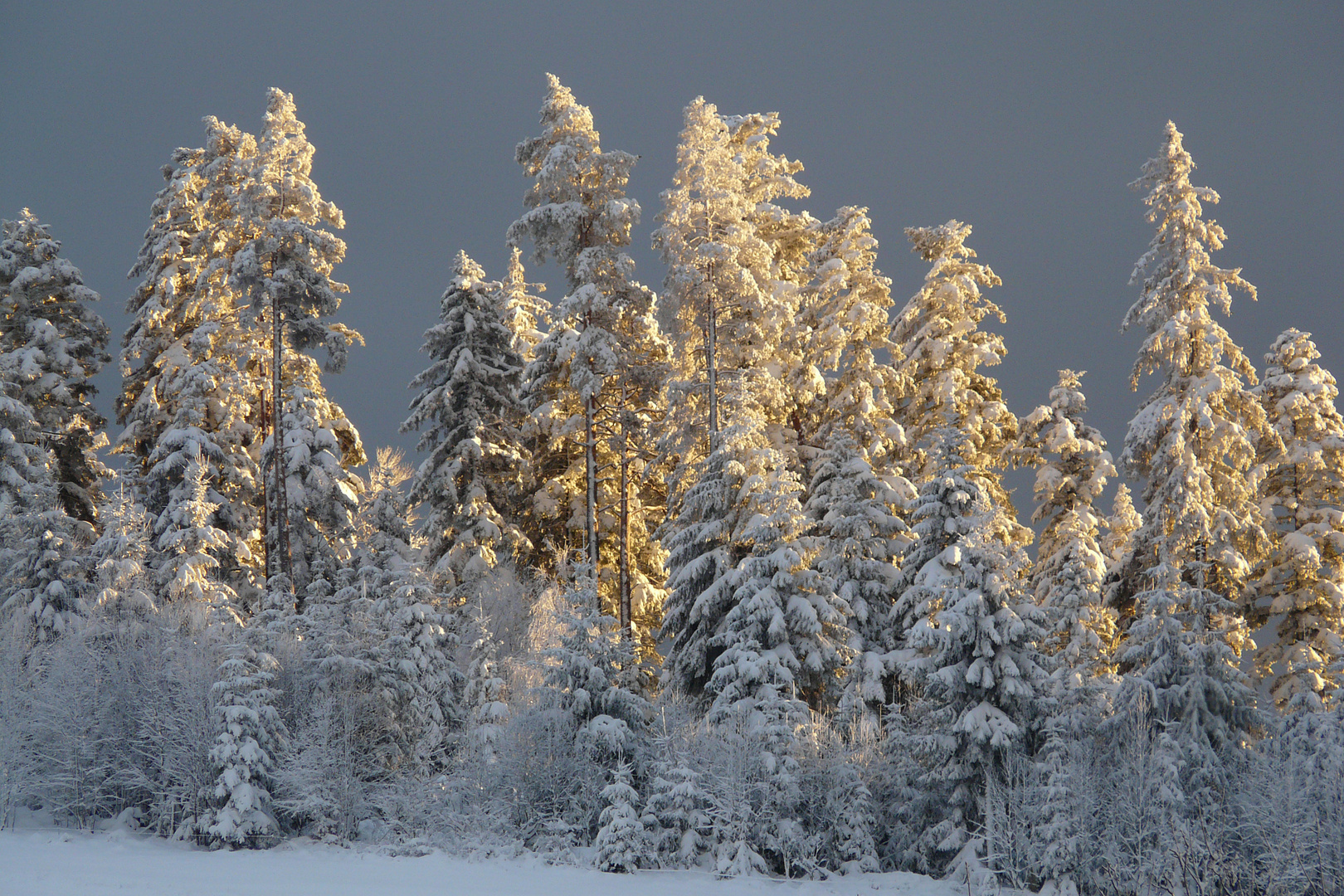 Winterwald in der Abendsonne