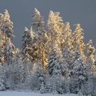 Winterwald in der Abendsonne