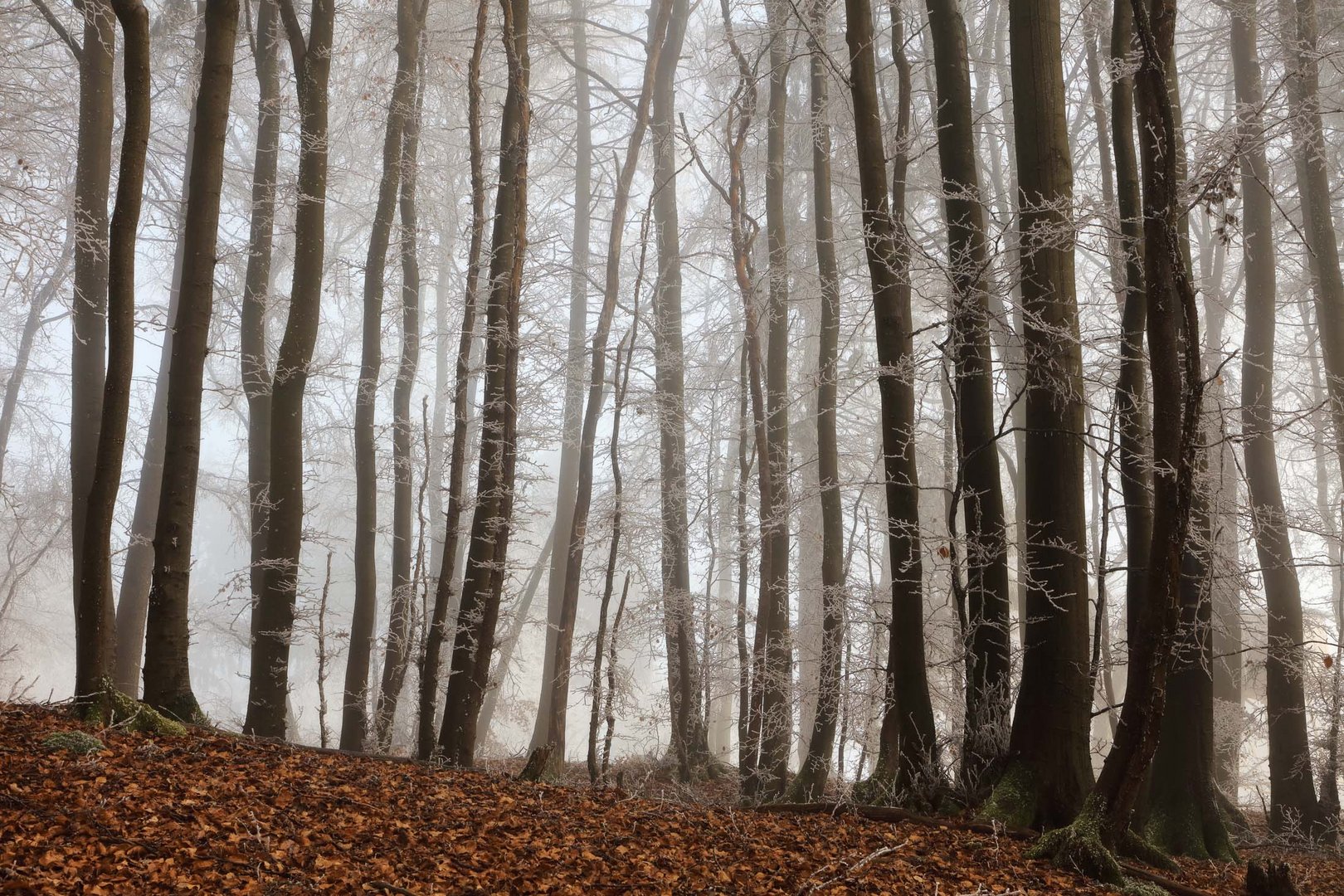 Winterwald in der Eifel