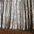 Winterwald in der Eifel