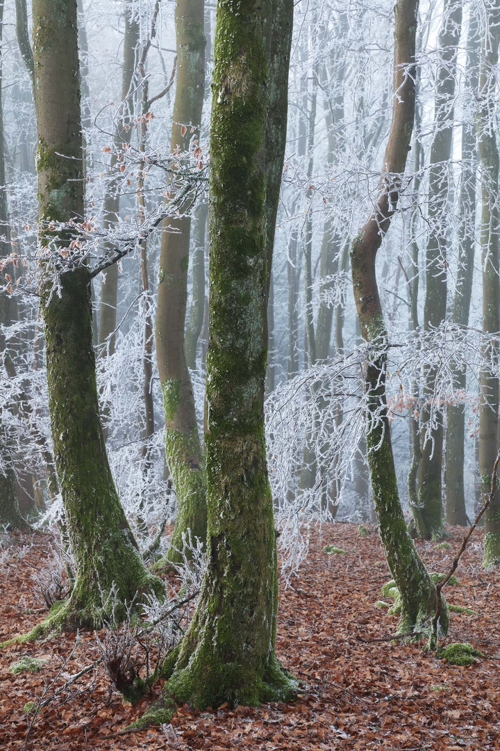 Winterwald in der Eifel