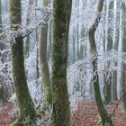 Winterwald in der Eifel