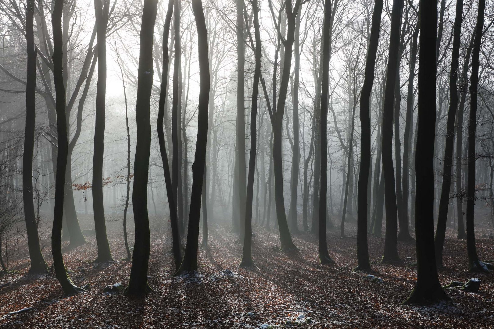 Winterwald in der Eifel