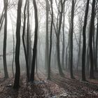 Winterwald in der Eifel