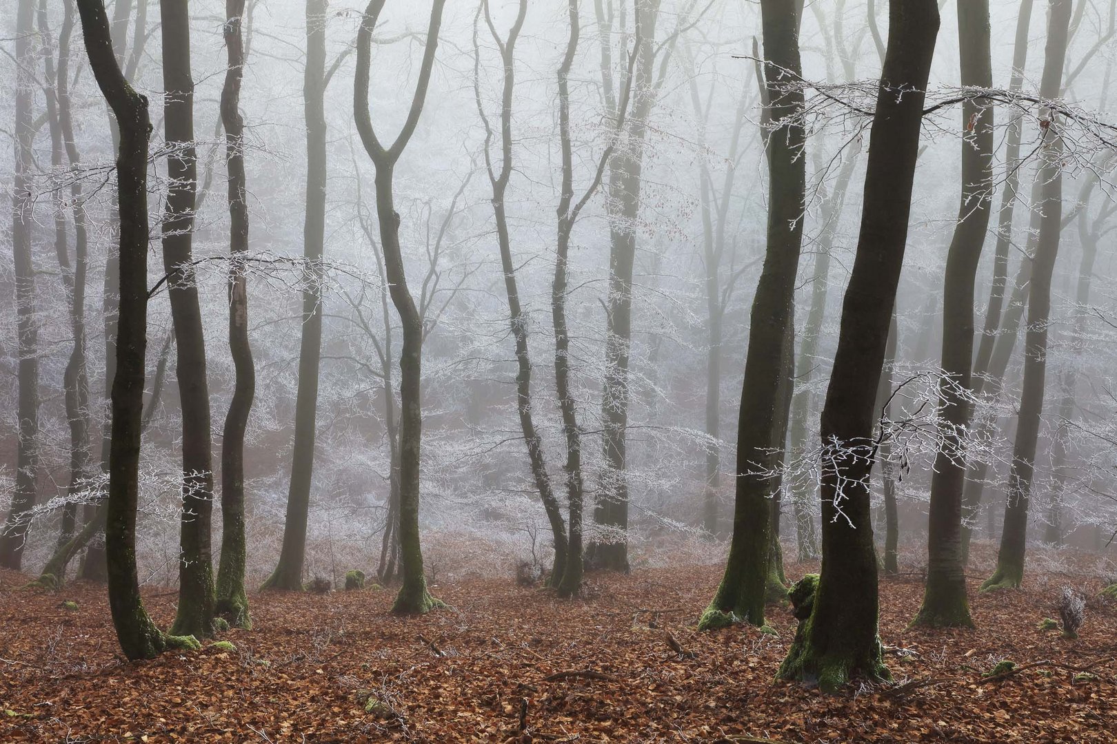 Winterwald in der Eifel