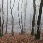 Winterwald in der Eifel