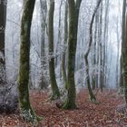 Winterwald in der Eifel