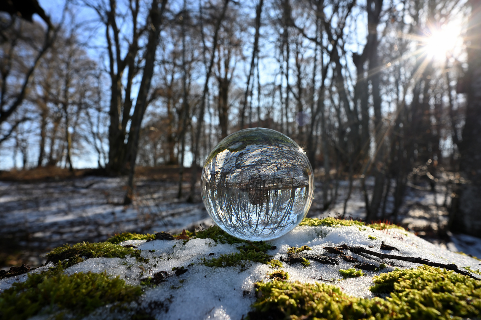 Winterwald in der Glaskugel