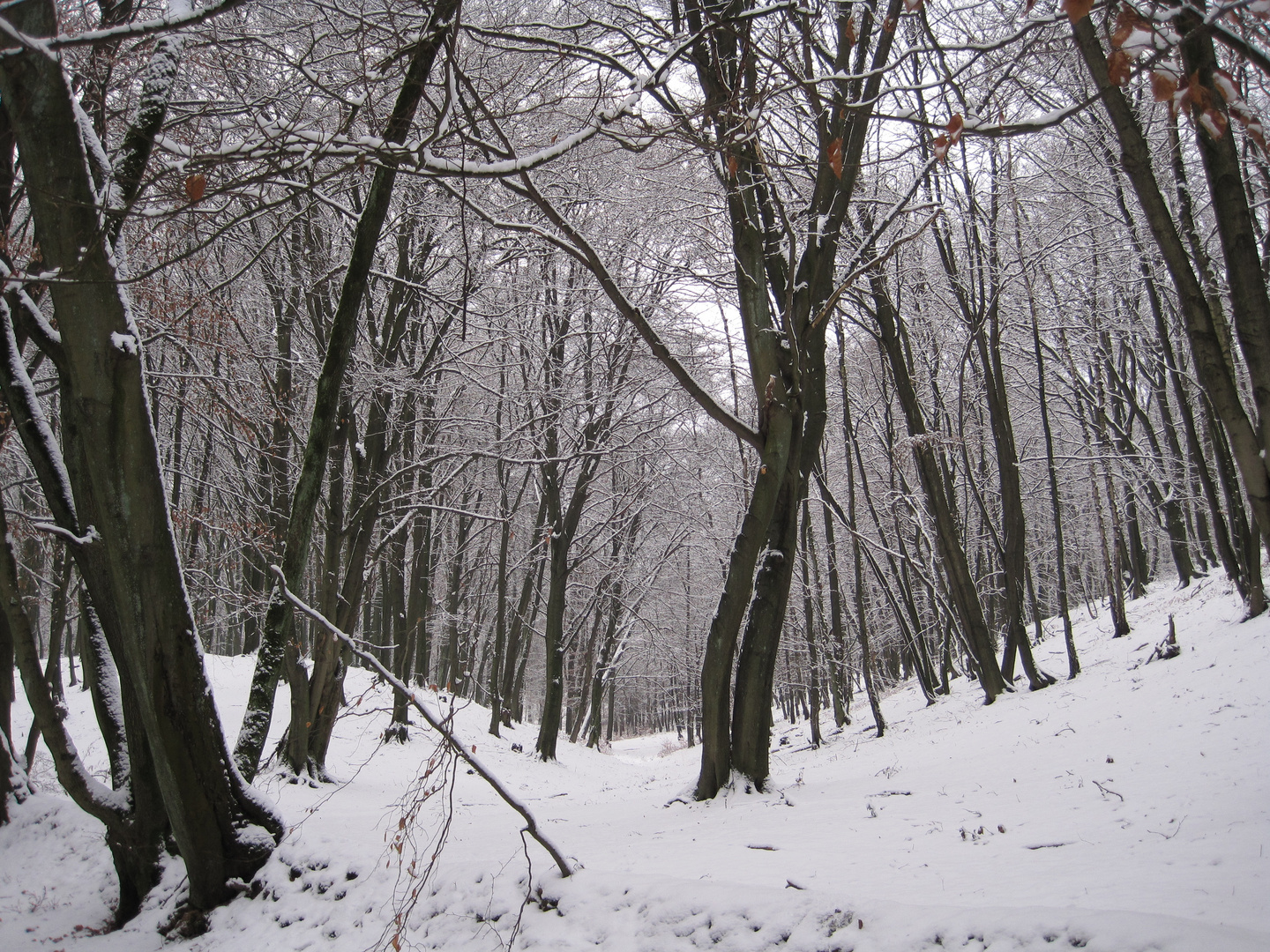 Winterwald in der Hohen Mark