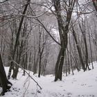 Winterwald in der Hohen Mark