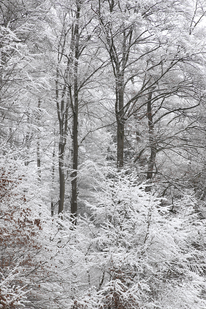 Winterwald in der Homert bei Einhaus