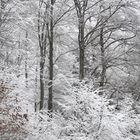 Winterwald in der Homert bei Einhaus