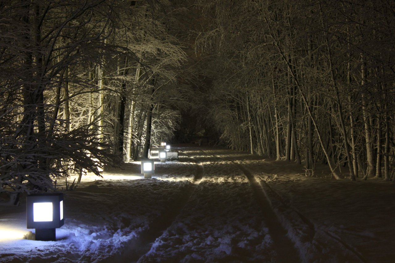 Winterwald in der Nacht