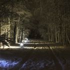 Winterwald in der Nacht