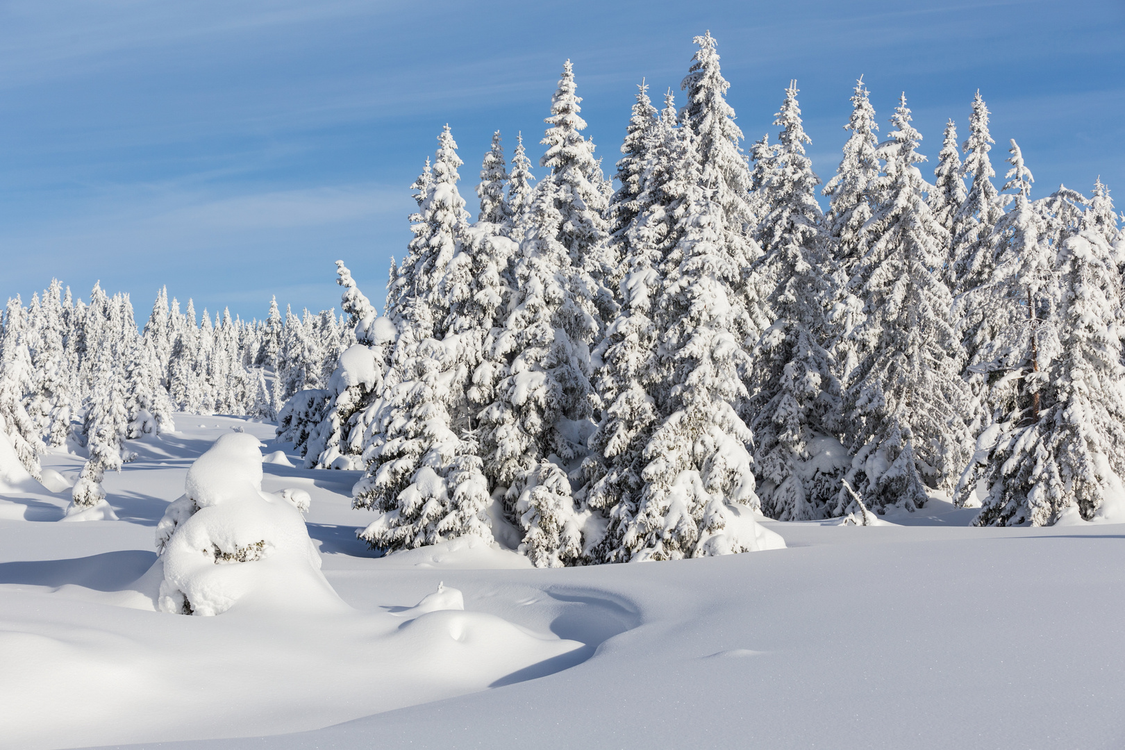 Winterwald - in der Nähe von Lillehammer / Norwegen