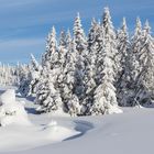 Winterwald - in der Nähe von Lillehammer / Norwegen