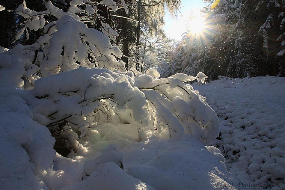 Winterwald in der Oberlausitz