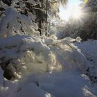 Winterwald in der Oberlausitz