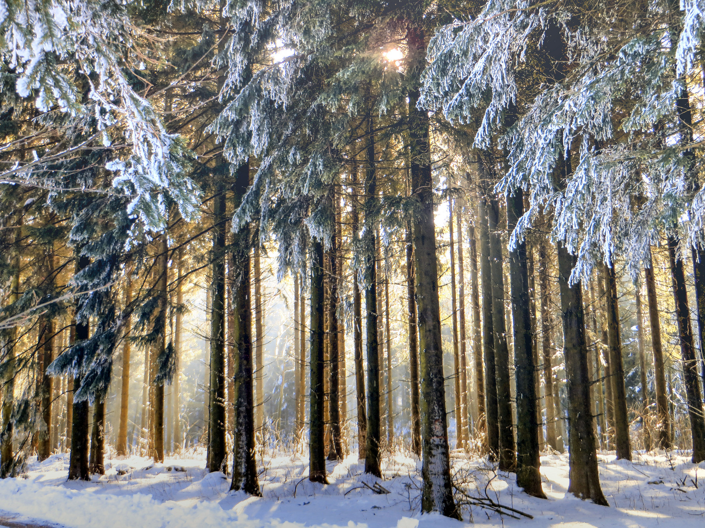 Winterwald in der Rhön