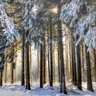 Winterwald in der Rhön