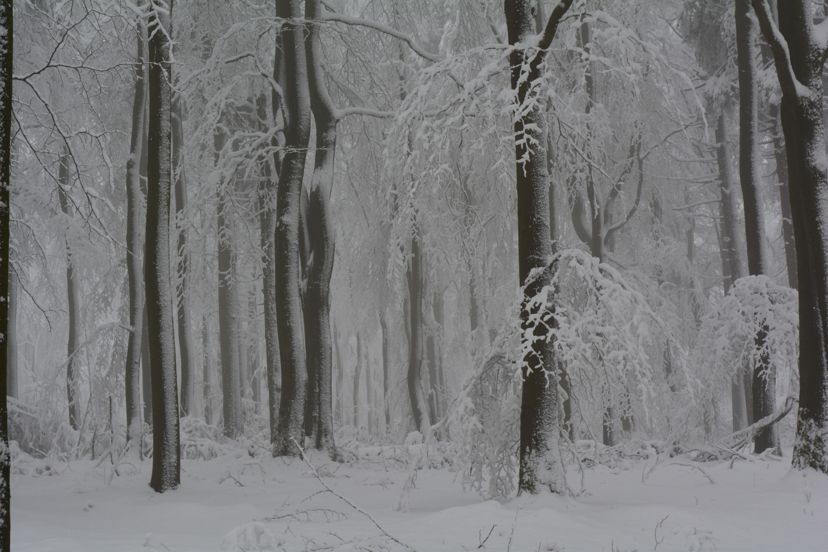 Winterwald in der Rhön