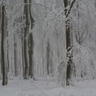 Winterwald in der Rhön