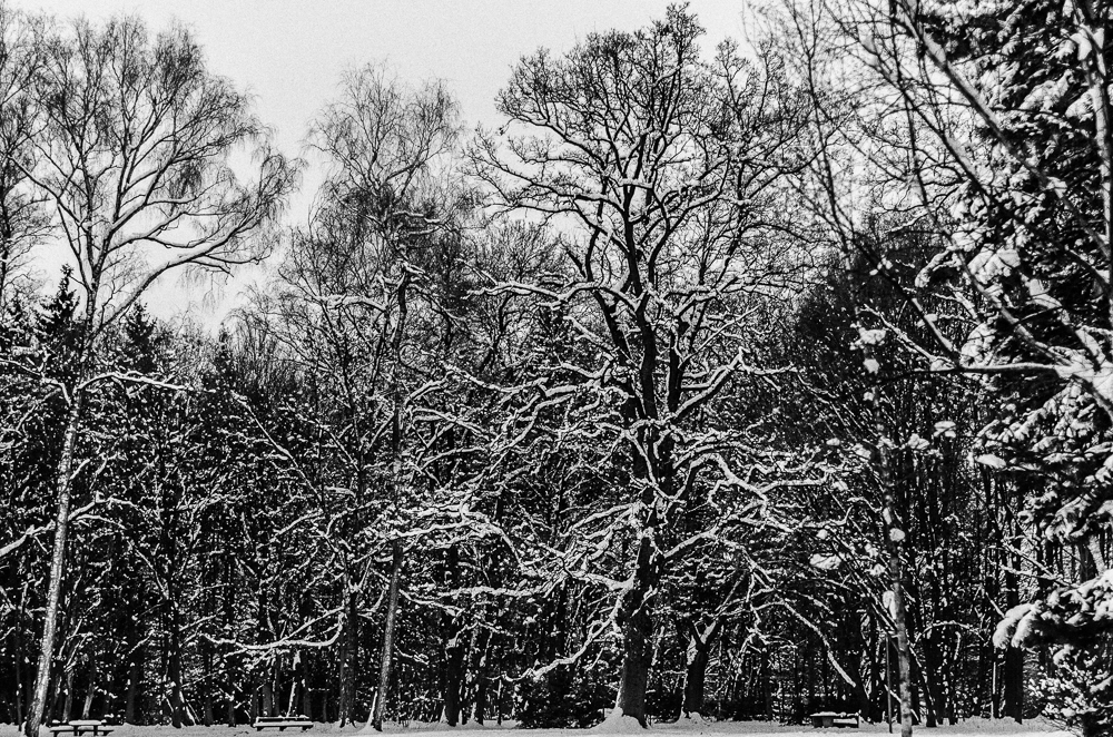 Winterwald in der Stadt