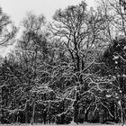 Winterwald in der Stadt