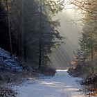 Winterwald in Farbe