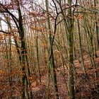 Winterwald in Farbe