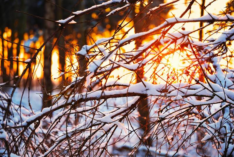 Winterwald in Kevelaer