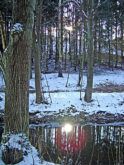 Winterwald in Kitzbühl