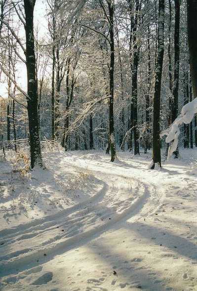 Winterwald in Mecklenburg