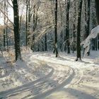 Winterwald in Mecklenburg