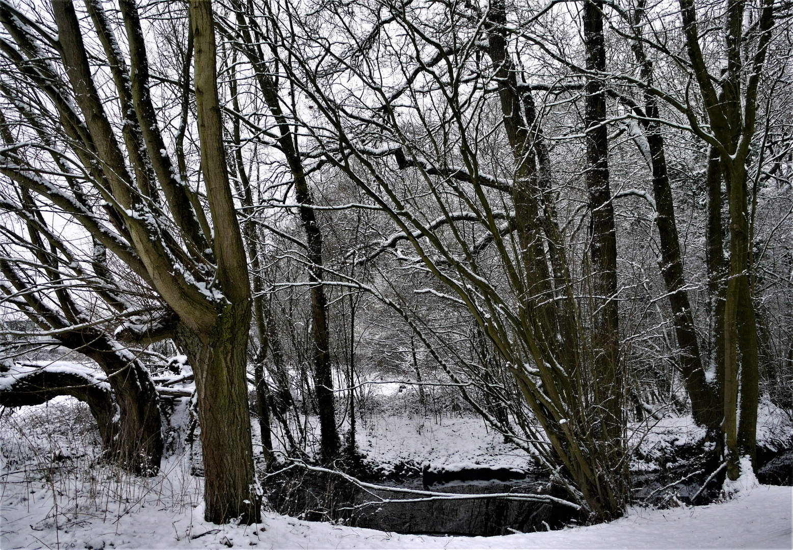 Winterwald in Münster Ende Januar 2019