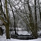 Winterwald in Münster Ende Januar 2019