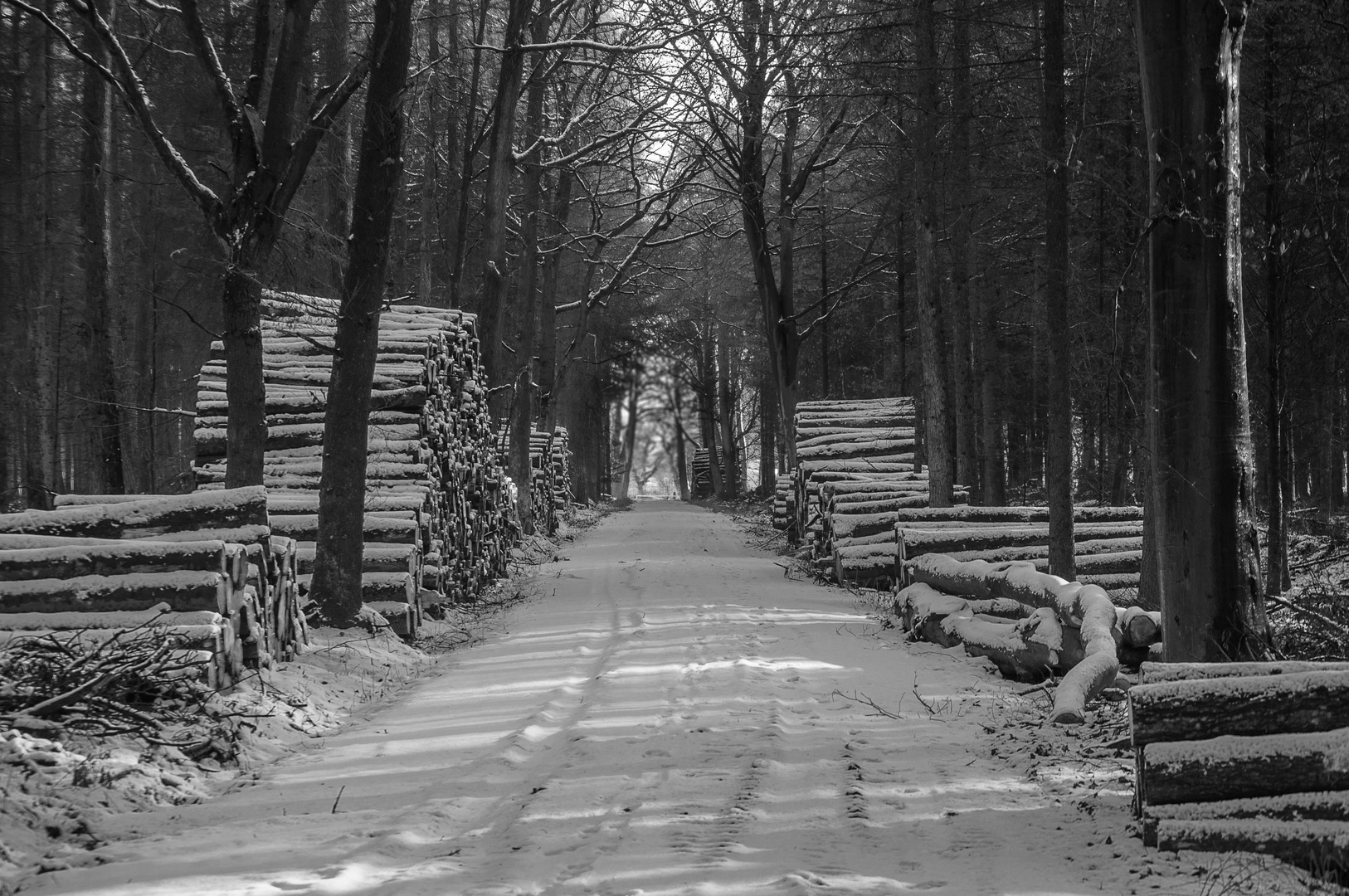 Winterwald in schwarz / weiß