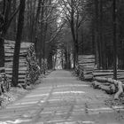 Winterwald in schwarz / weiß