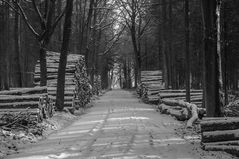 Winterwald in schwarz / weiß