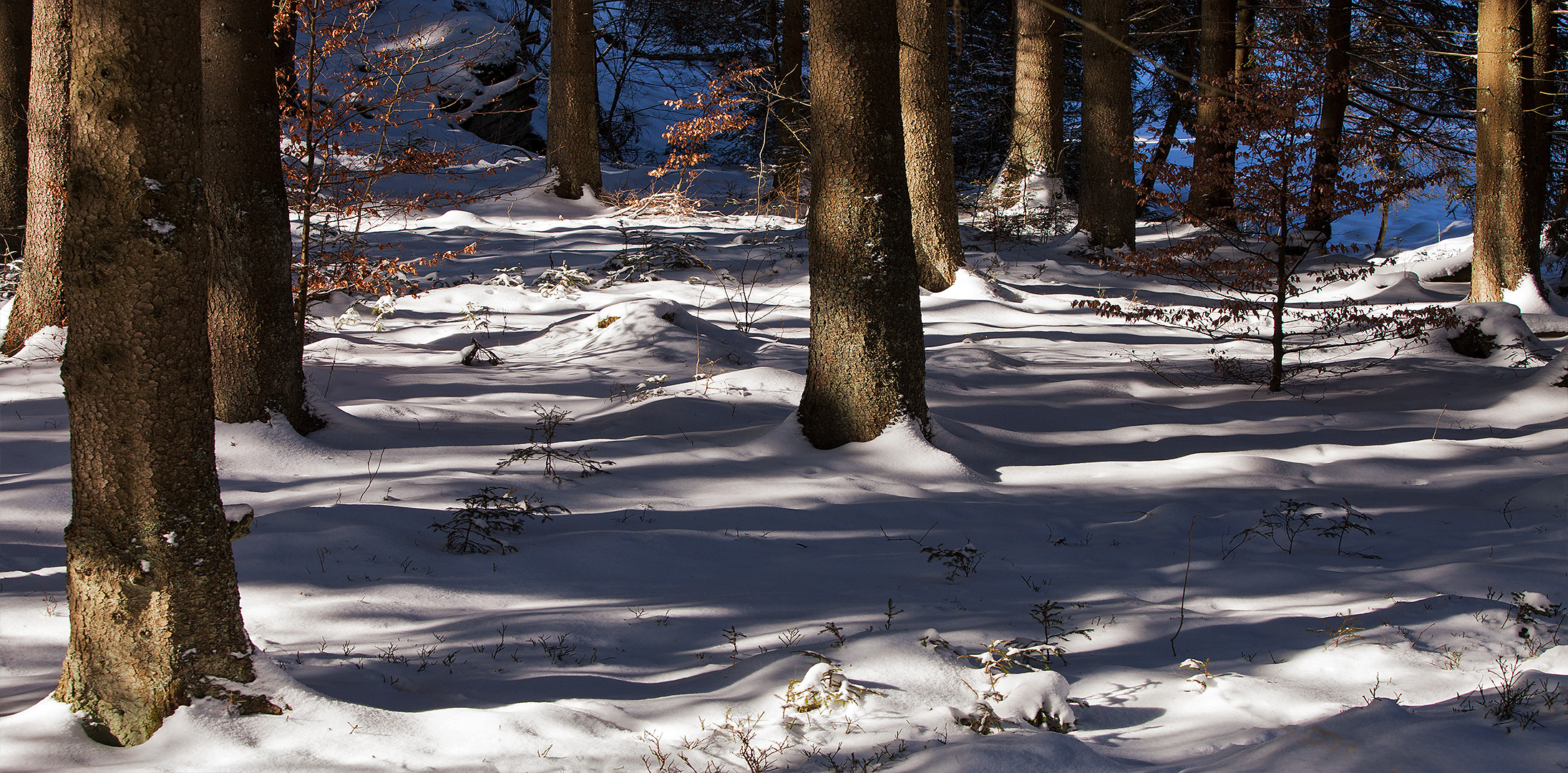 Winterwald in Willingen 026