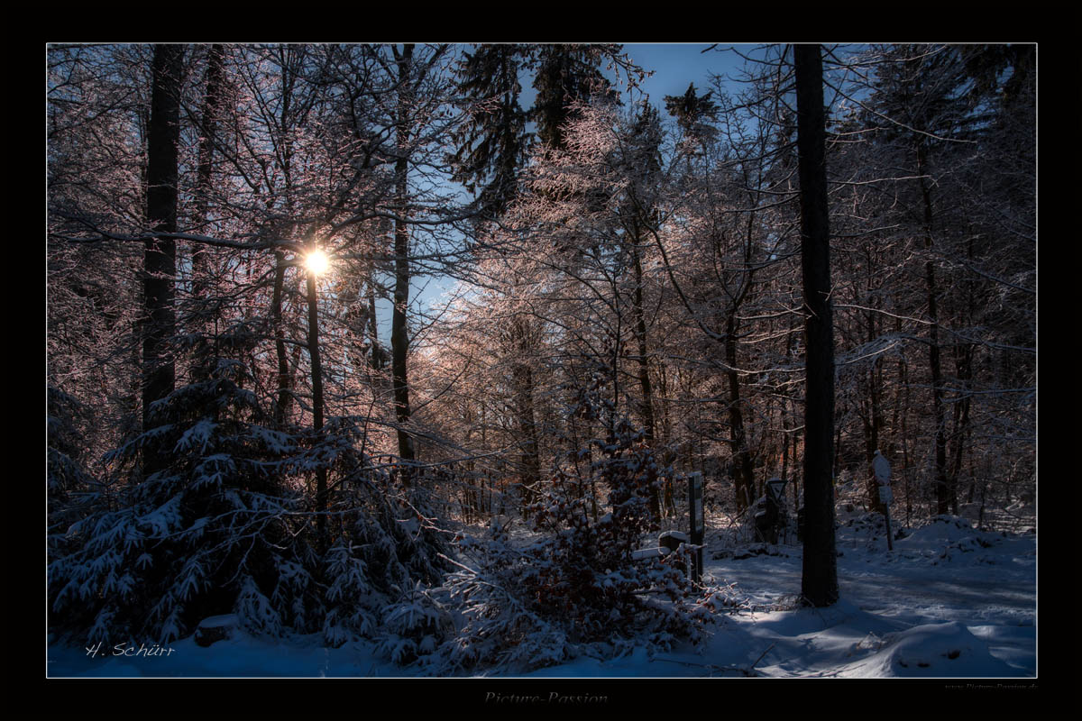 Winterwald IV