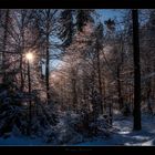 Winterwald IV