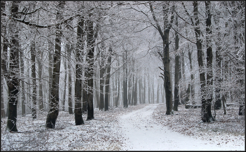 Winterwald IV