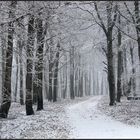 Winterwald IV