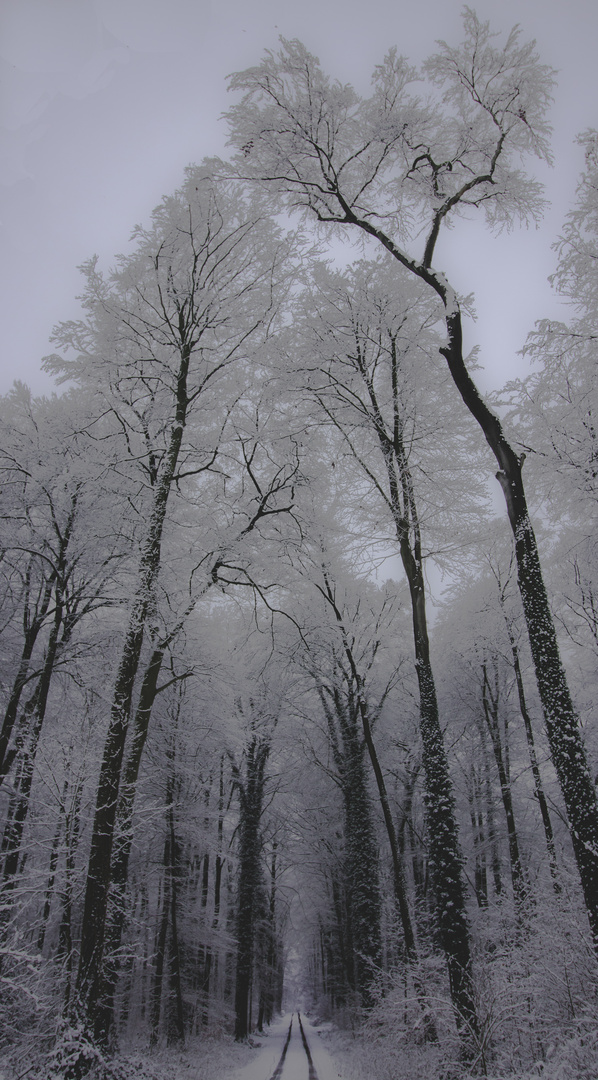 Winterwald - Kathedrale aus Schnee