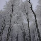 Winterwald - Kathedrale aus Schnee